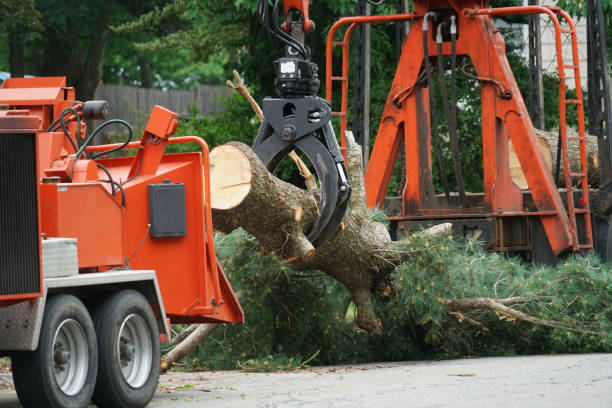 Best Residential Tree Removal  in Lochsloy, WA